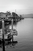 Along the Dock Photograph by Gina Cinardo
