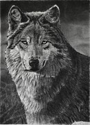Alpha Drawing by Greg Fox