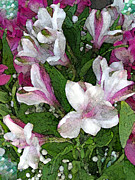 Alstroemeria Pink and White Photograph by Corinne Carroll