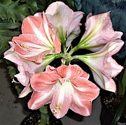Amaryllis Burst Photograph by Nancy Ayanna Wyatt