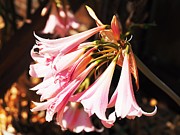 Amaryllis Gathering Photograph by Richard Thomas