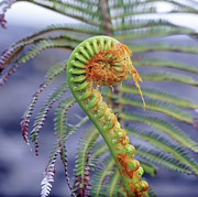 Amau Fern Photograph by Warren Photographic