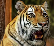 Amba Photograph by Deb Beausoleil