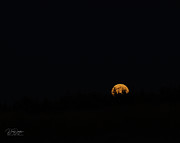 Amber Moon Rising Photograph by Dave Diegelman