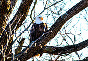 American Bald Eagle Habitat Photograph by Victoria Plut