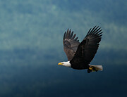 American Bald Eagle Art Print Photograph by Denise Johnson