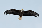 American Bald Eagle Photograph by Kevin Suttlehan American Bald Eagle Photograph by Kevin Suttlehan