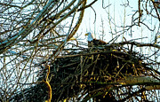 American Bald Eagle Nest Photograph by Victoria Plut