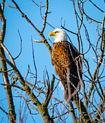American Bald Eagle  Photograph by Victoria Plut