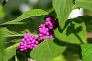 American Beautyberry Shrub Photograph by Steve Templeton American Beautyberry Shrub Photograph by Steve Templeton