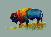 American Buffalo III-solid background Painting by Hailey E Herrera