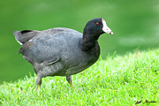American Coot Grazing in the Grass Photograph by Jeff Goulden