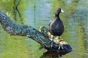 American Coot Digital Art by Jerry Dalrymple