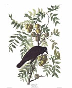 American Crow,  Birds of America by John James Audubon Painting by MotionAge Designs