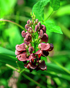 American Groundnut DFL1300 Photograph by Gerry Gantt