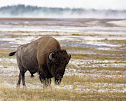 American Icon -- American Bison in Yellowstone National Park, Wyoming Photograph by Darin Volpe American Icon -- American Bison in Yellowstone National Park, Wyoming Photograph by Darin Volpe