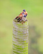 American Kestrel Photograph by Adam Rainoff