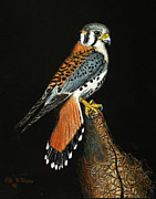 American Kestrel Painting by Bob Williams