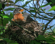 American Robin Sitting on Nest DSB0369 Photograph by Gerry Gantt