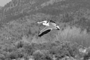 American white pelican, Yellowstone National Park Photograph by The Yellowstone Collection