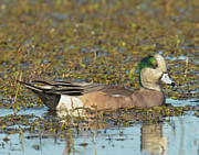 American Wigeon Photograph by Jim E Johnson