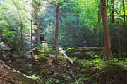 Among The Giants Photograph by Dan Sproul Among The Giants Photograph by Dan Sproul