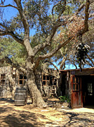 Among the Oaks Photograph by William Scott Koenig