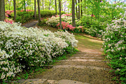 An Azalea Walk Photograph by Kathi Isserman