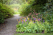 An English summer garden path with Primula vialii, Vial’s primroses and candelabra Primroses Photograph by Jacky Parker Photography