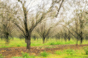 An impression of an almond orchard Photograph by Dubi Roman