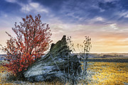 An old stump in the middle of the field Photograph by Dejan Travica