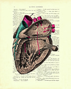 Anatomical heart Mixed Media by Madame Memento