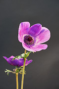 Anemone Photograph by Richard Reeve Anemone Photograph by Richard Reeve