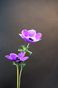 Anemone Study Photograph by Richard Reeve Anemone Study Photograph by Richard Reeve