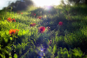 Anemones in the morning light Photograph by Dubi Roman