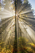 Angel in the Woods Photograph by Russell Wells
