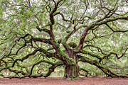 Angel Oak on Johns Island, South Carolina Photograph by Dawna Moore Photography