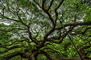 Angel Oaks Trees Massive Limbs Photograph by Louis Dallara Angel Oaks Trees Massive Limbs Photograph by Louis Dallara