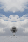Angel Tree Photograph by Richard Reeve