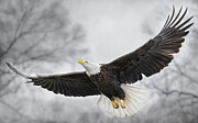 Angel wings Photograph by Alan Moore Angel wings Photograph by Alan Moore