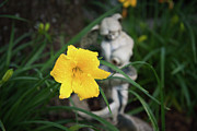 Angelic Daylily Photograph by Amy Dundon