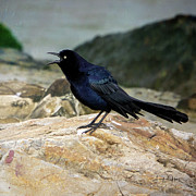Angry Bird Photograph by Linda Lee Hall Angry Bird Photograph by Linda Lee Hall