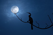 Anhinga Moon Photograph by Mark Andrew Thomas Anhinga Moon Photograph by Mark Andrew Thomas