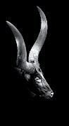 Ankole Watusi Photograph by Mark Andrew Thomas Ankole Watusi Photograph by Mark Andrew Thomas