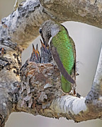 Anna's Hummingbird Feeding Babies Photograph by Joe Fisher