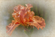 Apricot Iris 3 Photograph by Elaine Teague Apricot Iris 3 Photograph by Elaine Teague