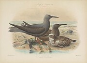 Anomis hawaiiensis Drawing by Rothschild J G Keulemans Anomis hawaiiensis Drawing by Rothschild J G Keulemans