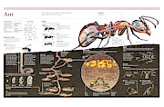 Ant Digital Art by Album