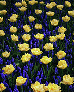 Antagonistic Yellow and Blue Photograph by Edward Galagan Antagonistic Yellow and Blue Photograph by Edward Galagan