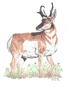 Antelope Drawing by Kenneth Stock
